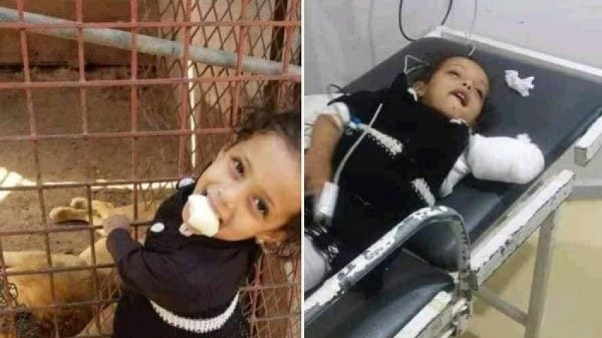 حادثة مؤلمة .. أسد يفترس طفلة يمنية بحديقة الحيوانات