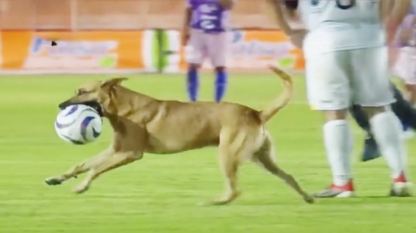 واقعة طريفة بالدوري المكسيكي.. كلب يقتحم المباراة ويخطف الكرة