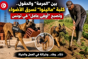 بين "المرمة" والحقول.. كلبة "مالينوا" تسرق الأضواء وتصبح "أوفى عامل" في تونس