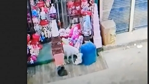 واقعة كوميدية .. كلب يخطف هدية عيد الحب من محل بمصر